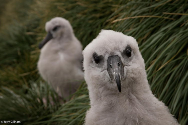 Grey Headed Albatross Chick