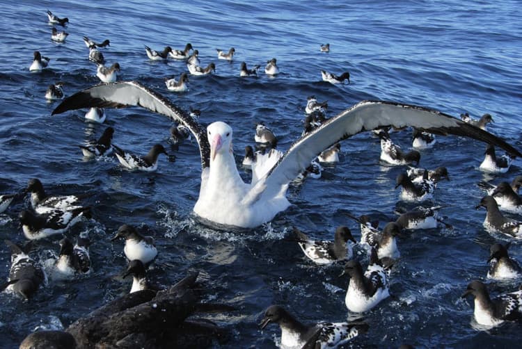 The Albatross is a big bird