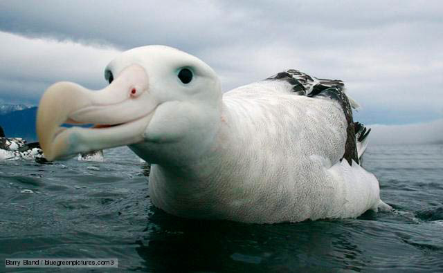The Wandering Albatross is the largest Albatross species.